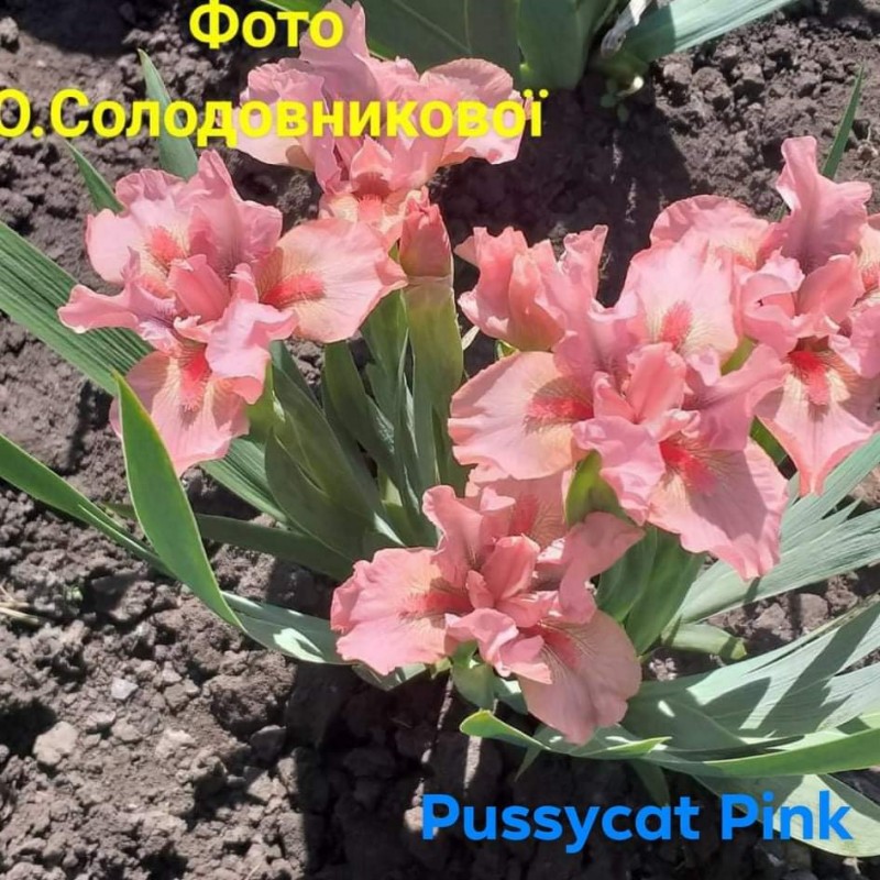 Pussycat Pink, ірис