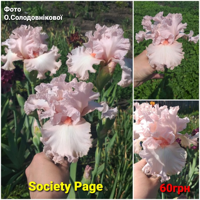 Society Page, ірис