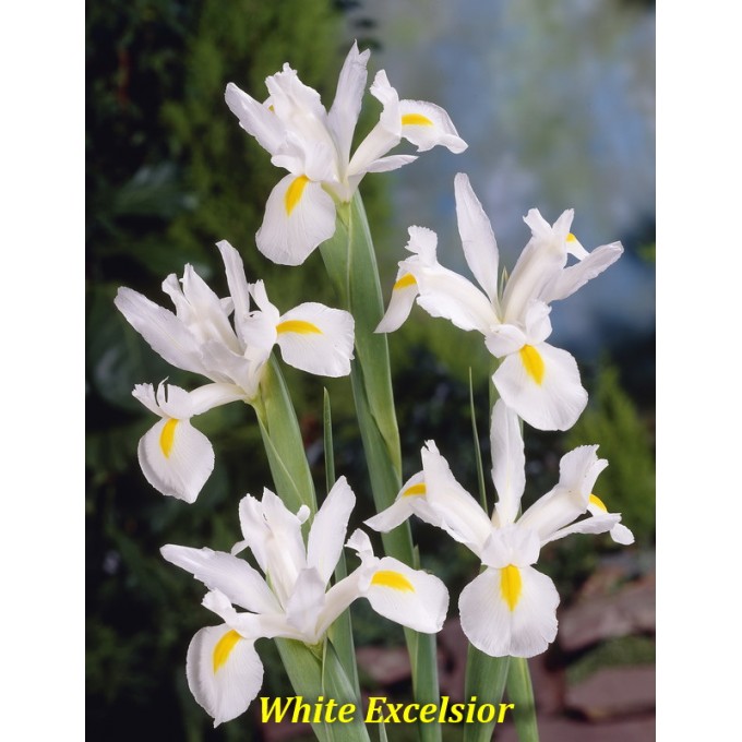 White Excelsior