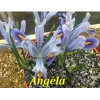 Angela