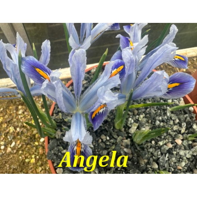 Angela