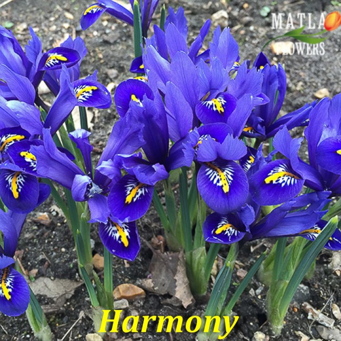 Harmony