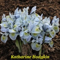 Katharine Hodgkin