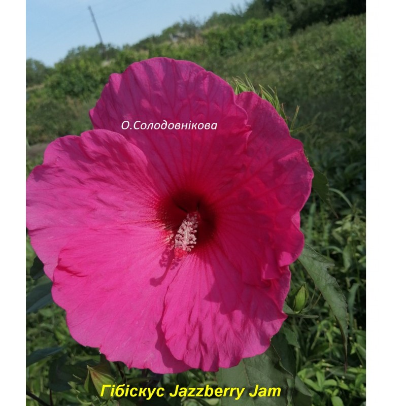 Jazzberry Jam