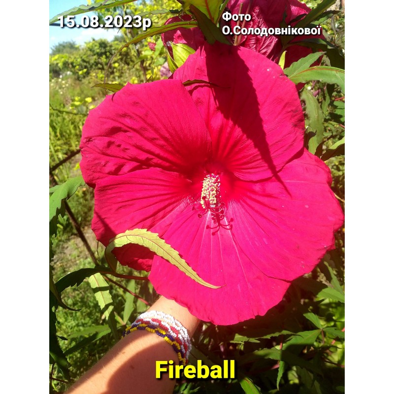 Fireball