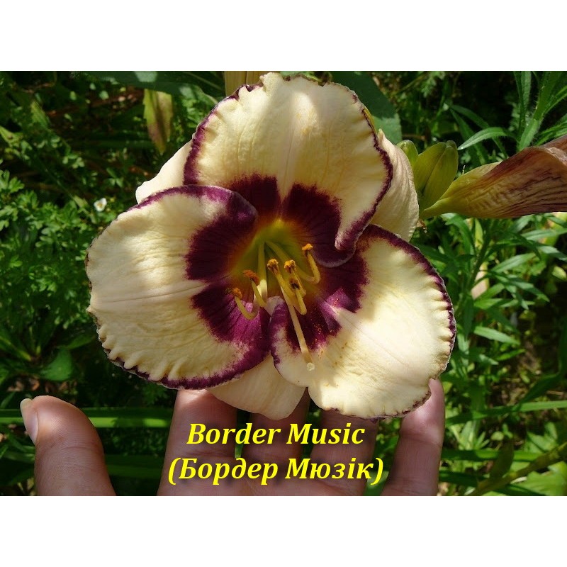 Border Music(Бордер Мюзік),лілейник