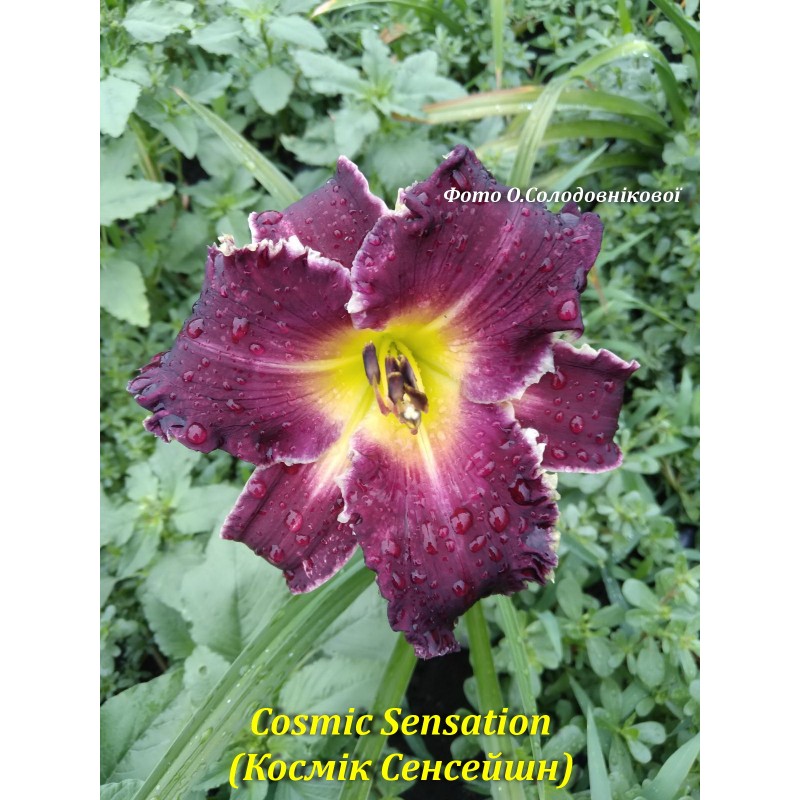 Cosmic Sensation(Космік Сенсейшн),лілейник