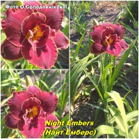 Night Embers(Найт Емберс),лілейник