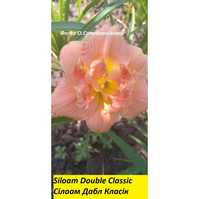 Siloam Double Classic,лилейник