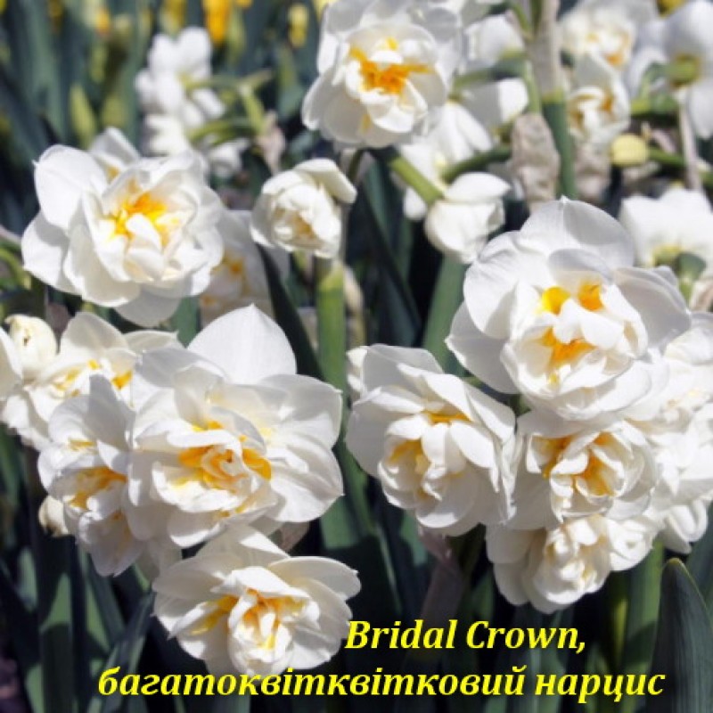 Bridal Crown