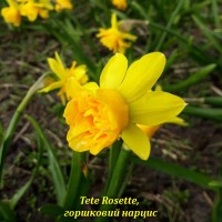 Tete Rosette