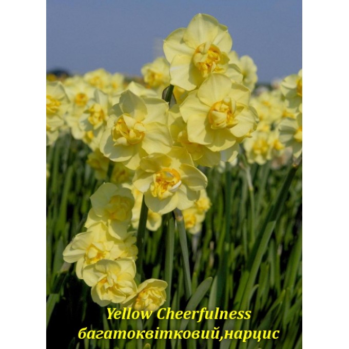 Yellow Cheerfulness