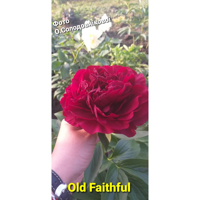 Old Faithful (Олд Фейтфул).