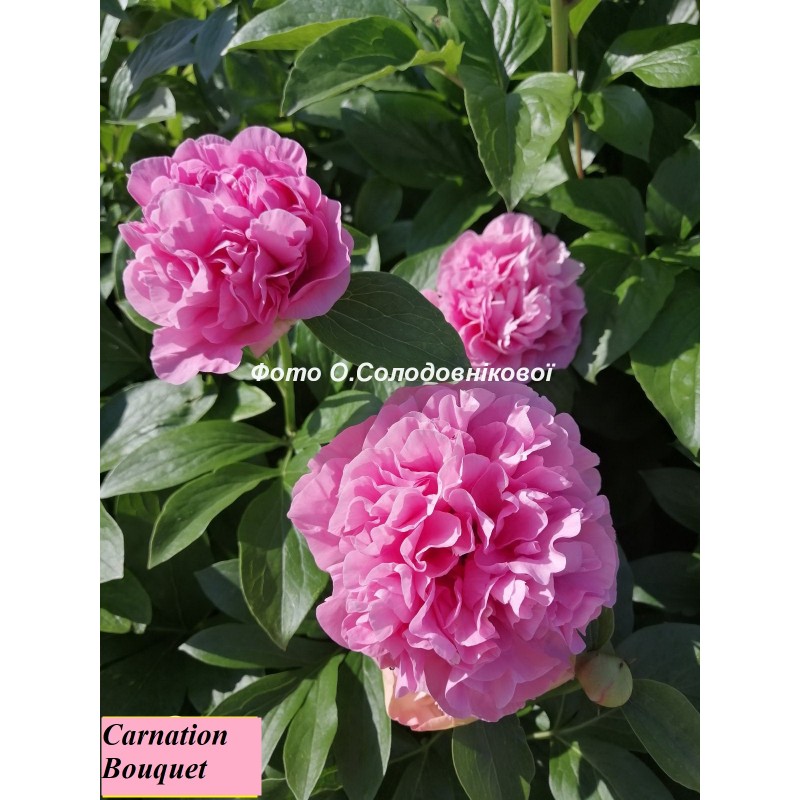 Carnation Bouquet(Карнейшн Букет)