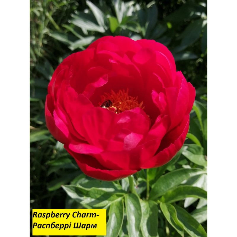 Raspberry Charm(Распберрі Шарм)