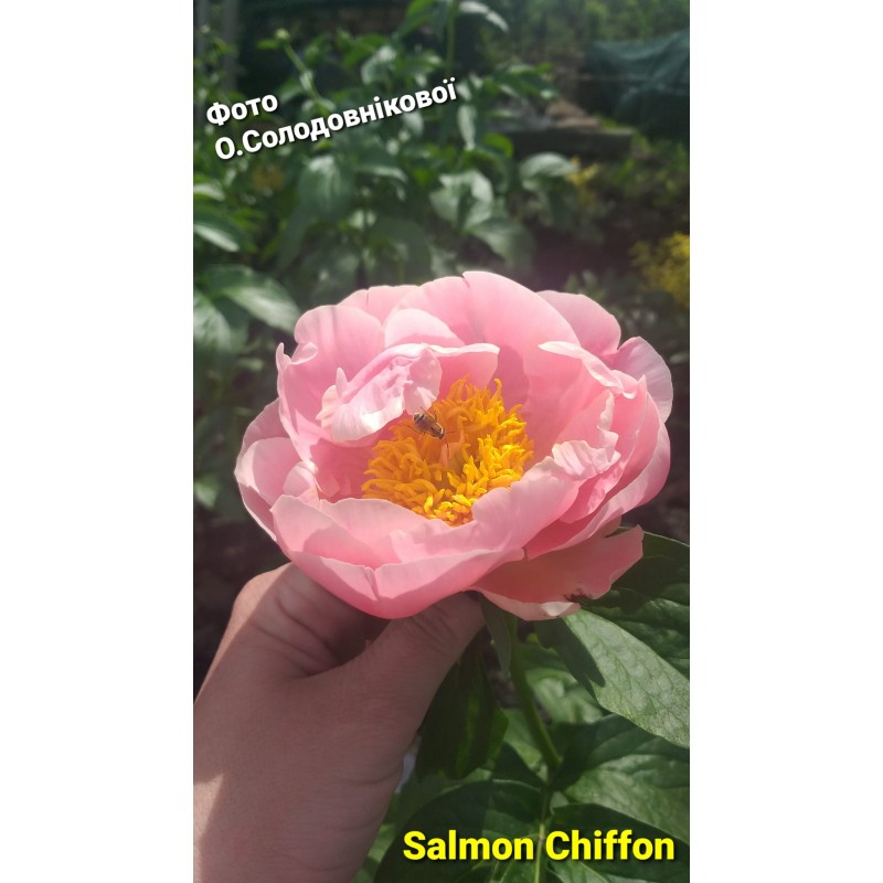 Salmon Chiffon(Сальмон Шифон)