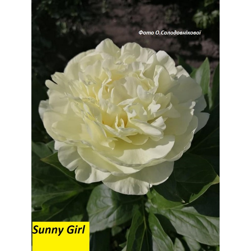 Sunny Girl(Санні Герл).