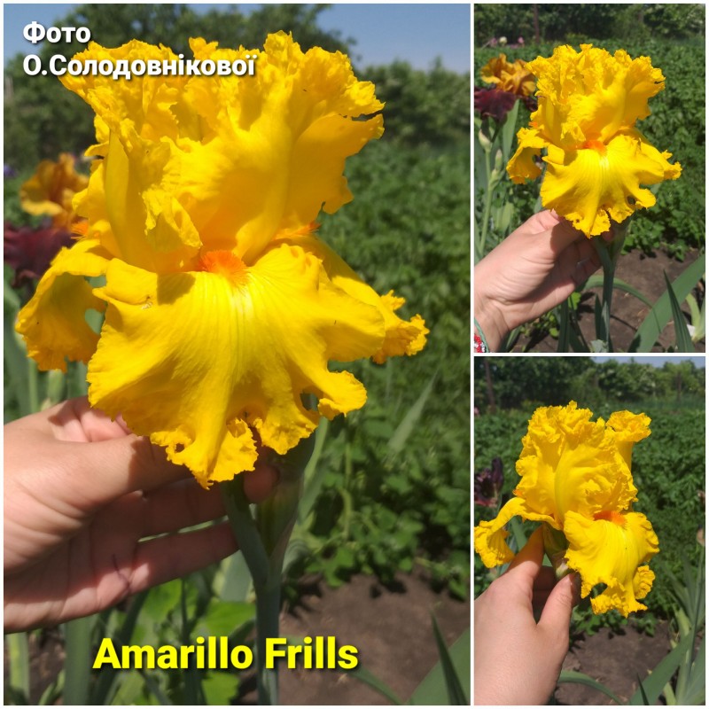 Amarillo Frills, ірис