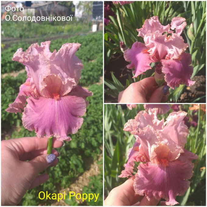 Okapi Poppy,ирис