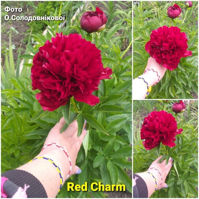 Red Charm (Ред Шарм).