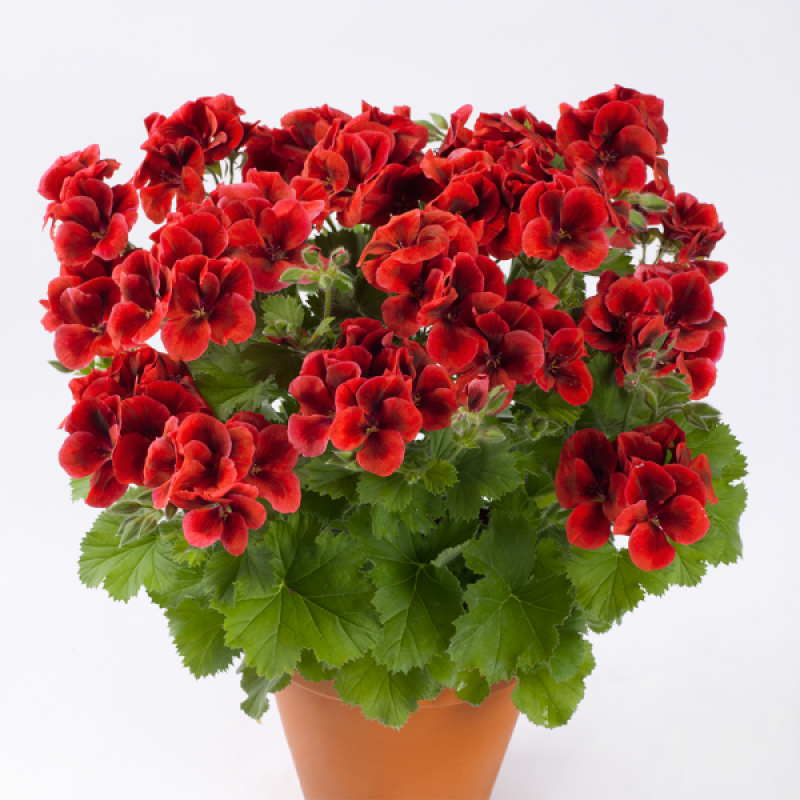 Candy Flowers Bright Red Camred, королевская,1шт