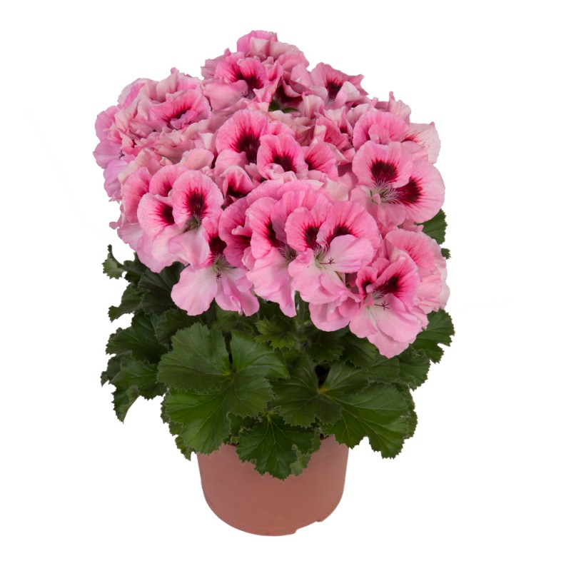 Grandiflorum Elegance David, королевская,1шт