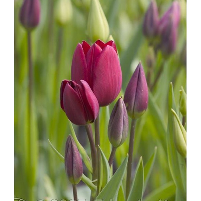 Purple Bouquet (Пурпл Букет), тюльпан