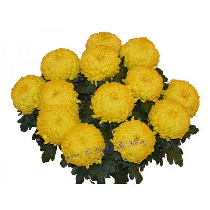 Bellatia Jaune, крупноцетковая, горшочная