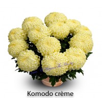 Komodo Creme, крупноцетковая, горшочная