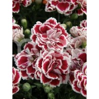 Гвоздика Dianthus Bianca