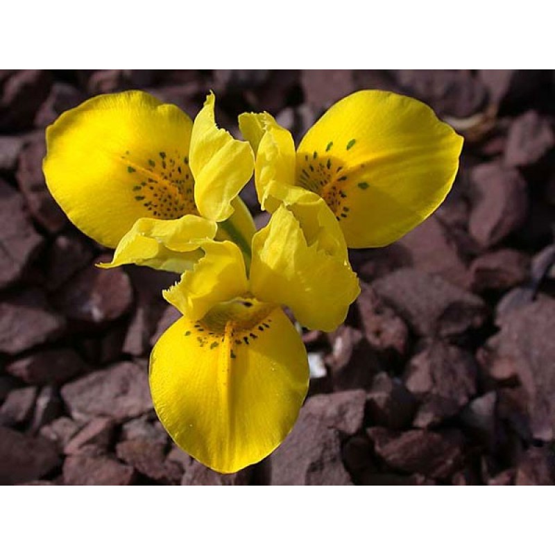 Iris danfordiae ( Ирис Дэнфорд)