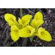 Iris danfordiae ( Ирис Дэнфорд)