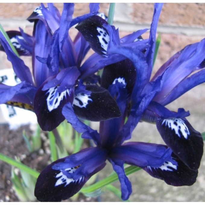 Iris BLUE NOTE ( Ирис Блу Ноут)