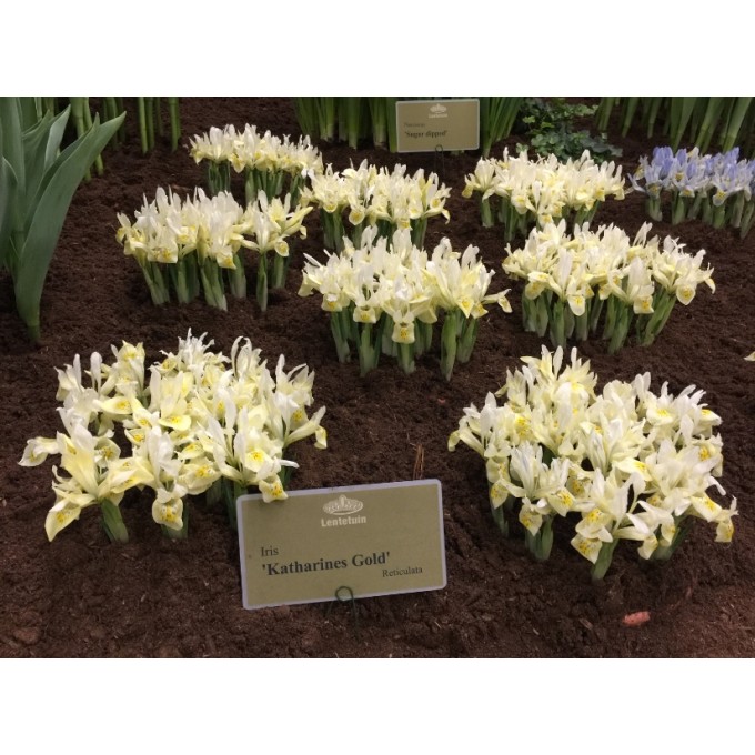 Iris Katharines Gold