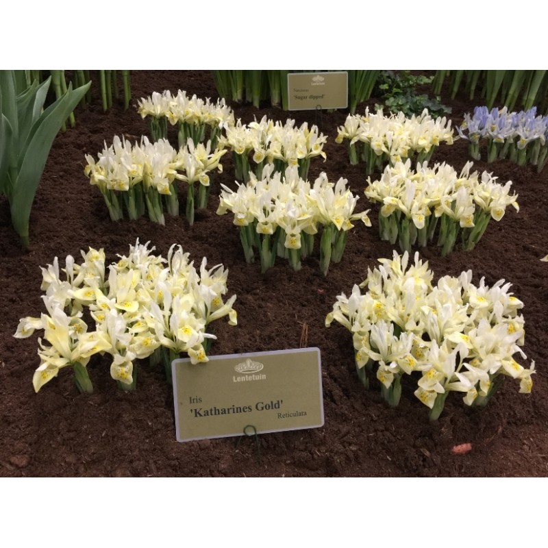 Iris Katharines Gold