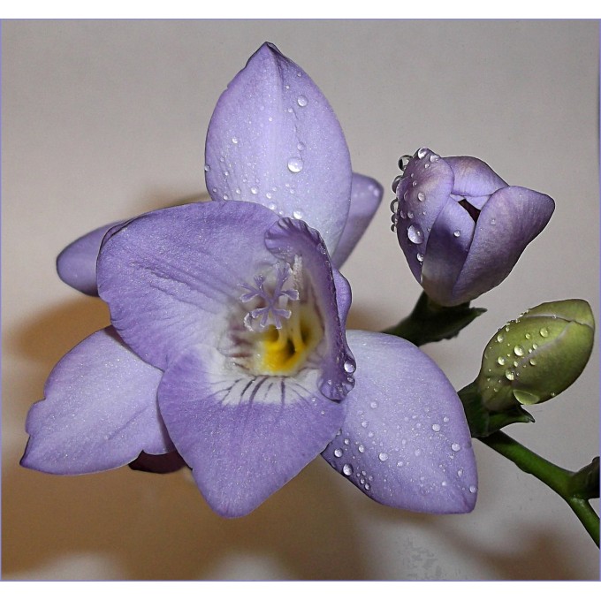 Flowering Blue (голубая), Фрезия махровая