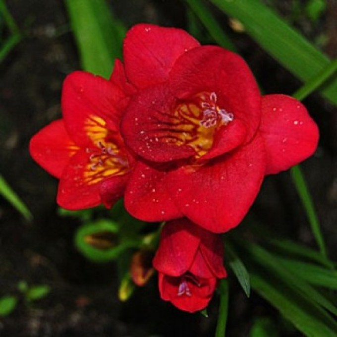 Flowering Red (красная), Фрезия махровая