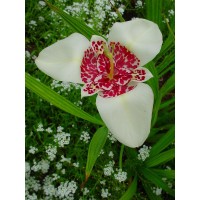 Alba Grandiflora тигридия, набор 5шт