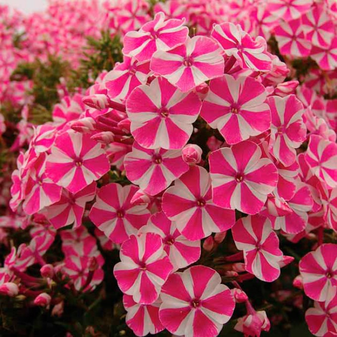 Флокс Pink Windmill,1 шт