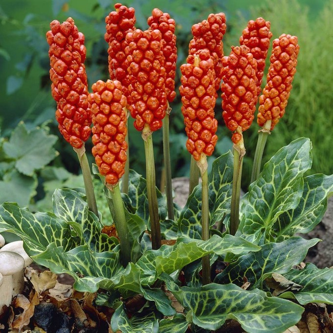 Арум италикум (Arum italicum), 1шт