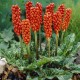 Арум италикум (Arum italicum), 1шт