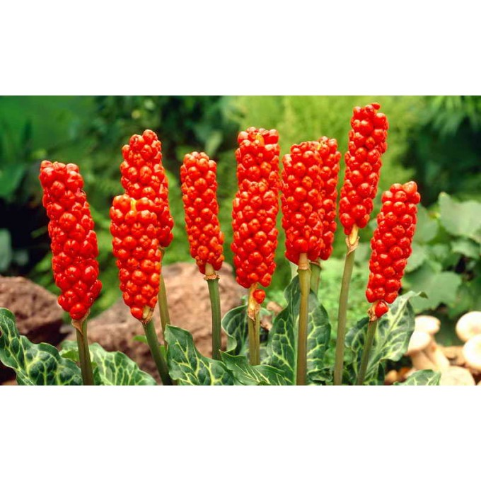 Арум италикум (Arum italicum), 1шт