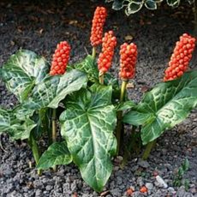 Арум италикум (Arum italicum), 1шт