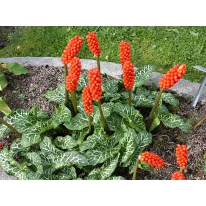 Арум италикум (Arum italicum), 1шт