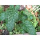 Арум италикум (Arum italicum), 1шт