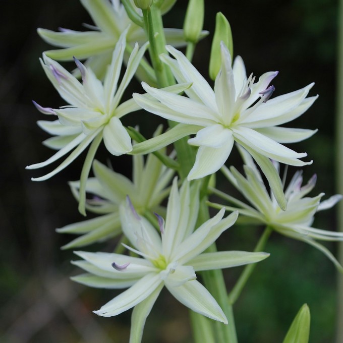 Semiplena  Leichtlinii,  Камассия, 1шт