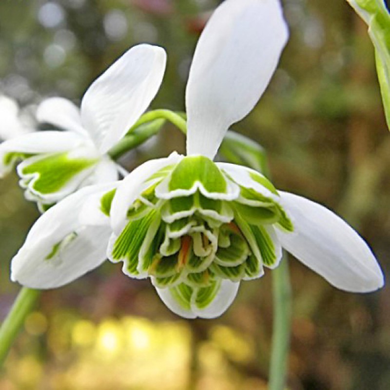 Galanthus Flore Pleno, подснежник махровый