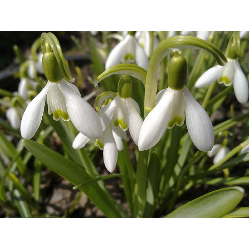 Galanthus woronowi, подснежник, 3шт