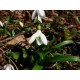 Galanthus woronowi, подснежник, 3шт