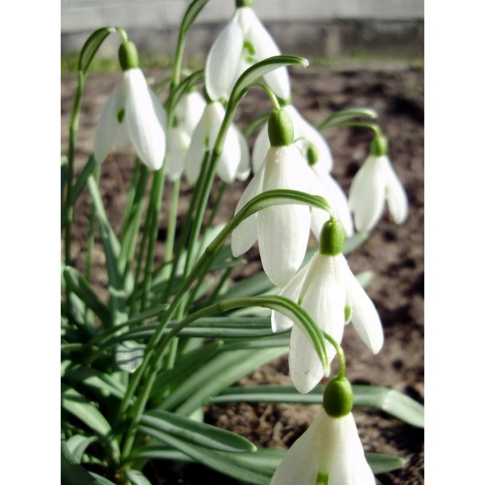 Galanthus woronowi, подснежник, 3шт